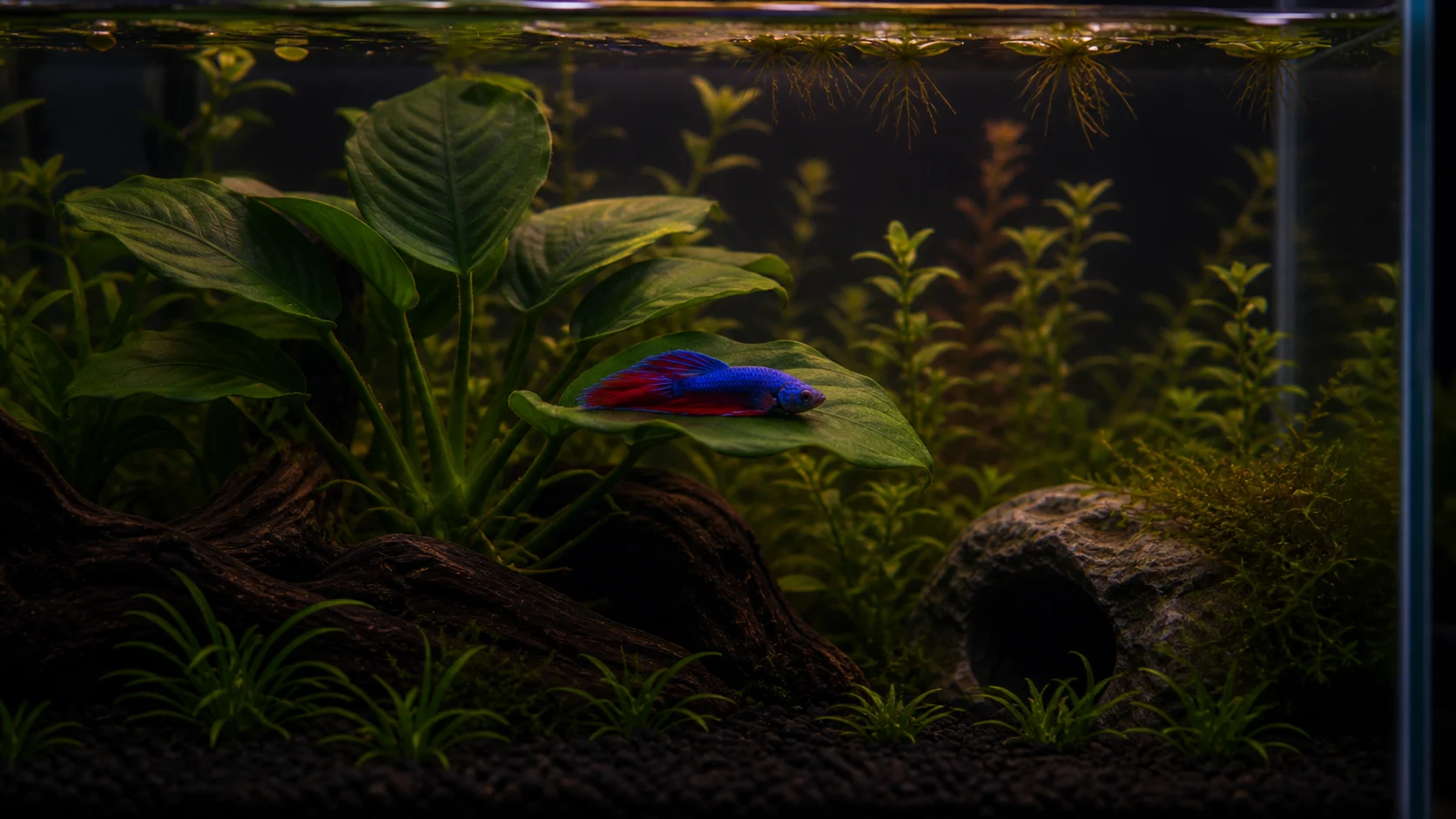 A betta fish resting quietly among plants in gentle aquarium light
